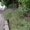 ラベンダーの剪定始めました。