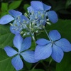 やまあじさい　　　山紫陽花