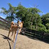 老犬ホームあん｜新人さん ユキ^^