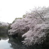 駿府公園の桜！！