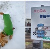 雪やコンコン