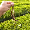 順調に進む二番茶