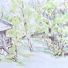 薬草観察と日和田高原山菜採り（３）