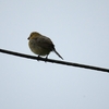 Variable Seedeater カワリヒメウソ