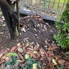 庭に穴を掘られました。。ネコ？ネズミ？ハクビシン？(3)