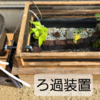 川で捕まえた魚って飼育できる？水槽とビオトーブの2パターンで飼ってみた　体験談 part③　ＦＩＮＡＬ