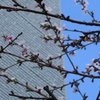 10, 05. 2019　桃の花咲く