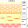 皮膚の構造なんて興味ないけど、アトピー治したいから勉強してみた