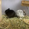 しろごまあん754日目