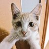 【できれば……】猫ちゃんの虐待のニュースは愛猫家は聞いてあげて欲しい