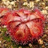 Drosera rubrifolia (Apr.2022)