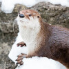 カワウソ長距離遠征 in 盛岡市動物公園（後半）