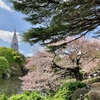 今年のお花見は八重桜で！八重桜と言えば「新宿御苑」