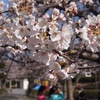 近所の桜を見てきた