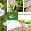 Sesame Seed Market Report - Analysis & Forecasts 2018-2020