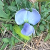 シカクマメの花と収穫