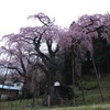 紅枝垂地蔵ザクラ 郡山市中田町