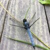 またナラタケ