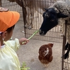 ふれあい動物園