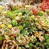 100均多肉メビナもカゴ寄せ植えへ！　群生なので蒸れが気になりますが♪