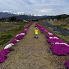 春、芝桜が満開の散歩道へ【田舎の散歩道】