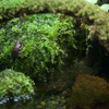 ニホンアマガエル Hyla japonica