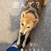 こんなことされたら撫でちゃうでしょ？！今日の柴ちゃん277 毎日ご飯