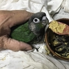 オカメインコのエサ