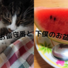 猫たちのお留守番と、下僕のお盆休み。