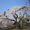 清雲寺_しだれ桜（埼玉県秩父市）