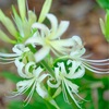 ９月の赤塚植物園、その５。