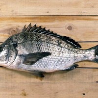 ウキフカセ釣り撒き餌の重要性を知る おすすめの集魚材と量の基準 釣りバカ家族 ウキフカセ釣り撒き餌の重要性を知る おすすめの集魚材と量の基準 釣りバカ家族