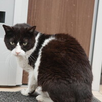 池袋ネコ歩きminiなカメラ散歩。【南池袋〜雑司ヶ谷】