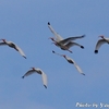 家路を急ぐ White Ibis （ホワイト　イビス） 