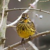 公園の野鳥達（1月20日）アオジ