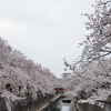 3月27日（土）1週間ぶりの外出と、満開の桜。