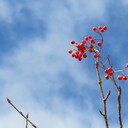 やまねおばさんの山暮らし日記