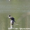 千葉公園の野鳥