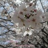 2018年の桜🌸＆桜商品の紹介とAmazonで衝動買い～♪