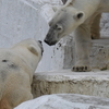 天王寺動物園も休園です。コロナがにくい