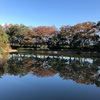 日常：晩秋の佐鳴湖