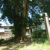 黒石市　妙経寺のカヤの木をご紹介！🌲