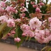 ハミングロードの花