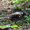 ムクドリ　　幼鳥