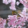 河津桜とメジロ ２ 2015 ３月