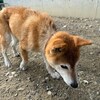 老犬ホームあん｜新人さん 天^^