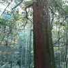 夢で見た杉の木に会いに行く🌲