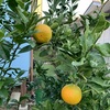 ●ミカンは色づき出しました。　　　　　   　　●大宮市場　「堺周」に9：00頃行ってみます。