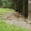 オオカミに会える公園 Alpha Animal Park【フランス観光】