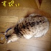 すぴぃ(４才♀)トライアル開始のご報告と成猫の里親さん募集(ΦωΦ)